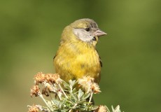 Patagonia Yellow Finch