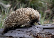 Echidna