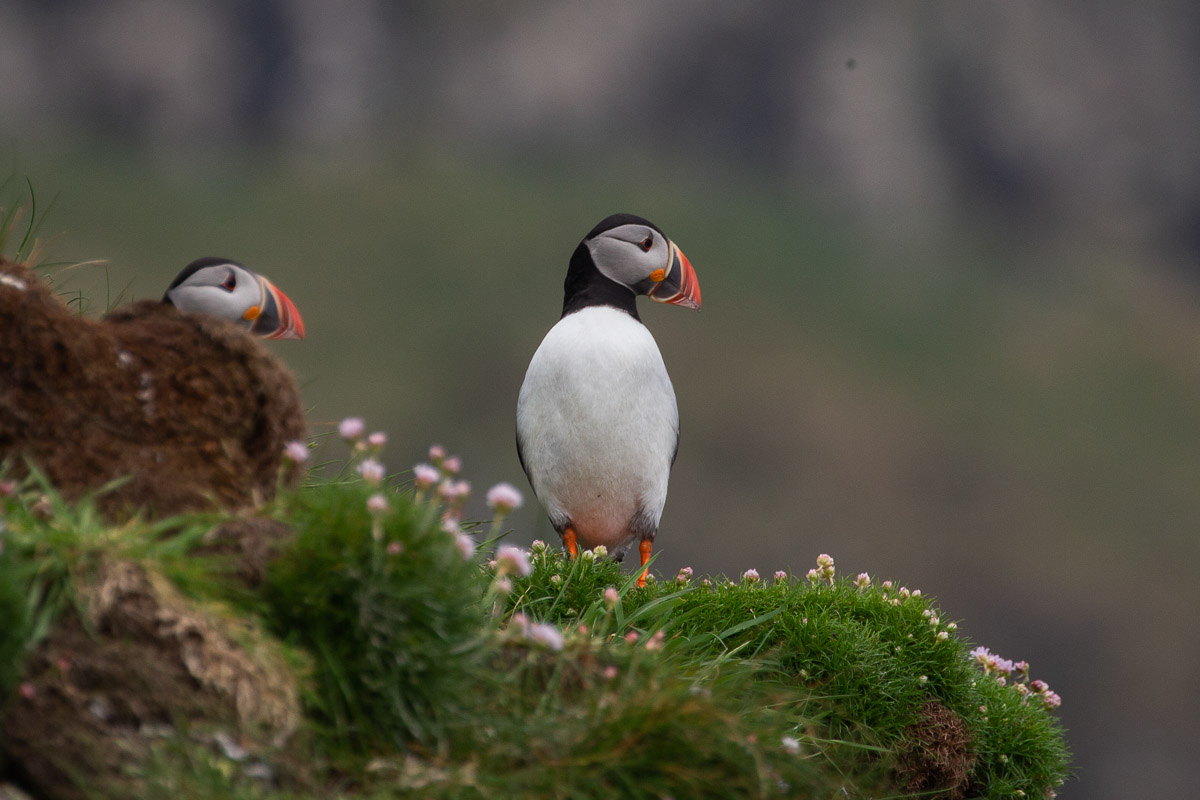Atlantic puffins - Ray Brown Wildlife Photography | Ray Brown Wildlife ...