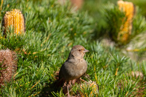 California towhee