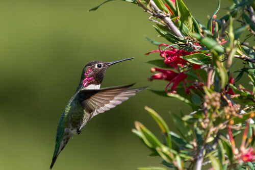 Anna’s hummingbird