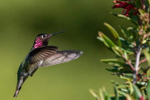 Anna’s hummingbird 2