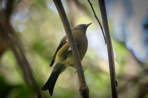 Bellbird