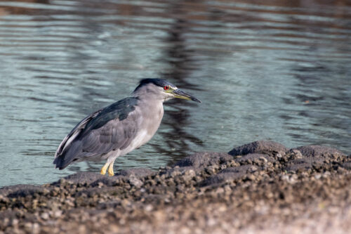 Black-crowned night heron