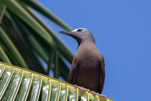 Black noddy 2