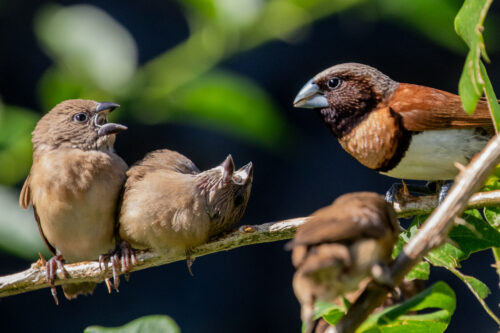 Chestnut-breasted manikin 3