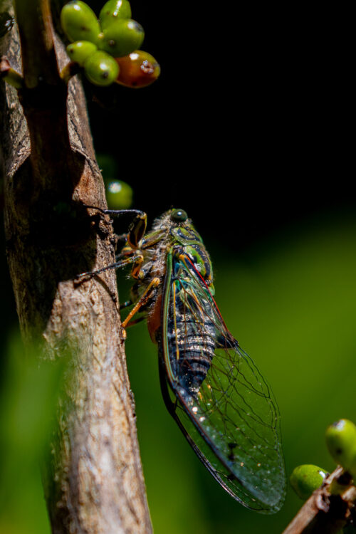 Cicada