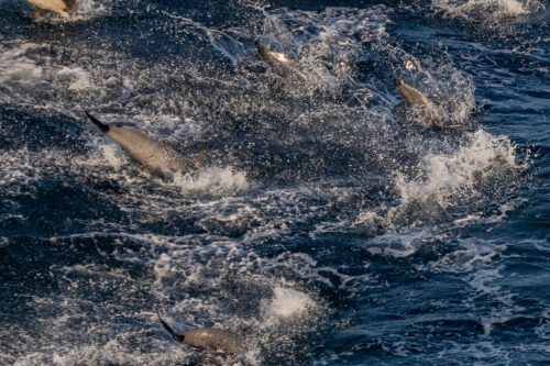 Common dolphins