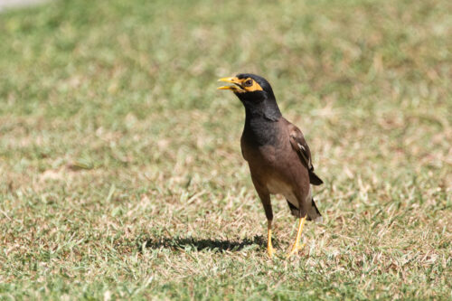 Common myna