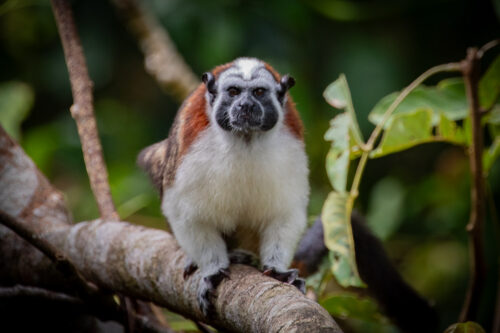 Didi monkey