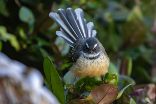Fantail