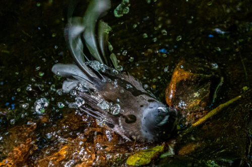 Fantail 6