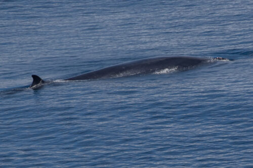 Fin whale