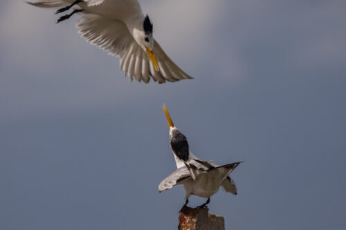 Great-crested tern 4