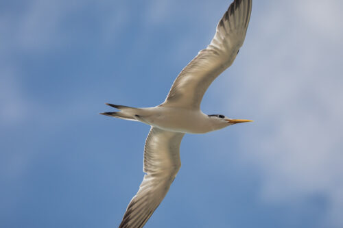 Great-crested tern 6