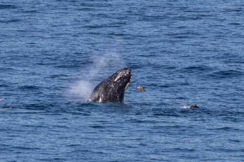 Humpback whale