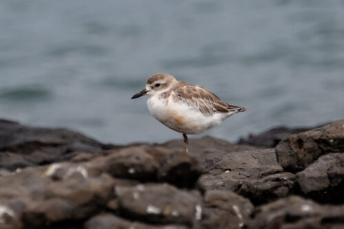New Zealand dotterel 2
