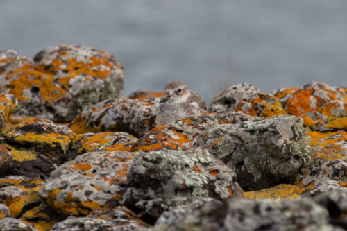 New Zealand dotterel