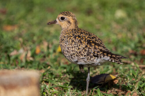 Pacific golden plover
