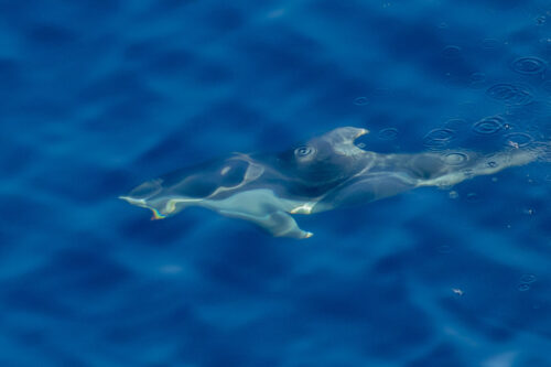 Pacific white-sided dolphin 2