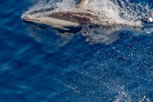 Pacific white-sided dolphin