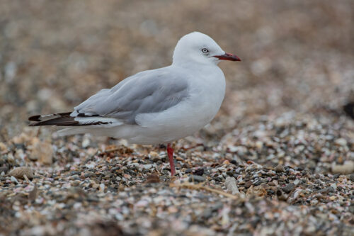 Red-billed gull