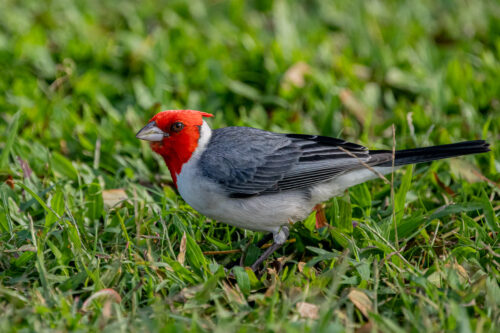 Red-crowned cardinal 2