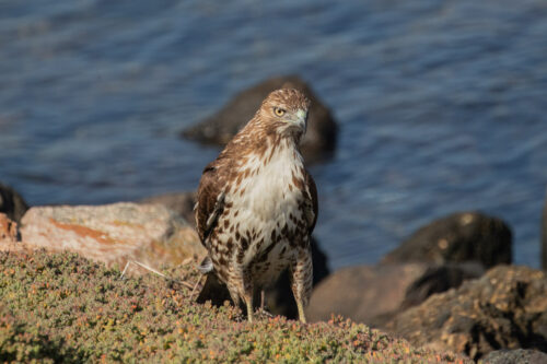 Red-tailed hawk juv 2