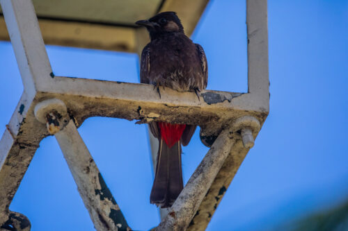 Red-vented bulbul