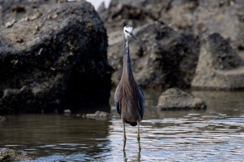 White-faced heron