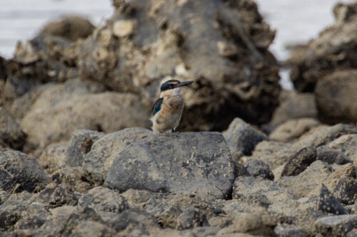 Sacred kingfisher