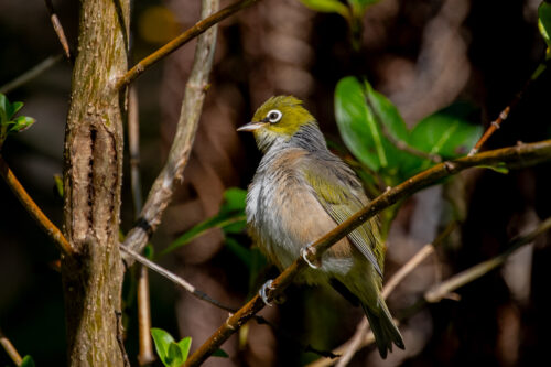 Silvereye 2