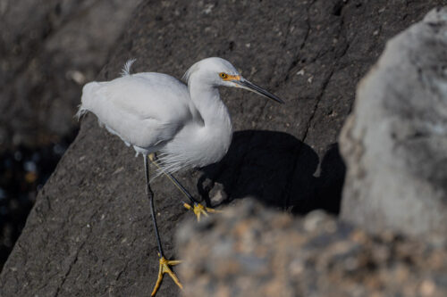 Snowy egret 3