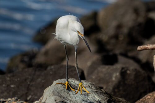 Snowy egret 5