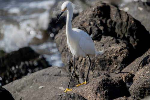 Snowy egret