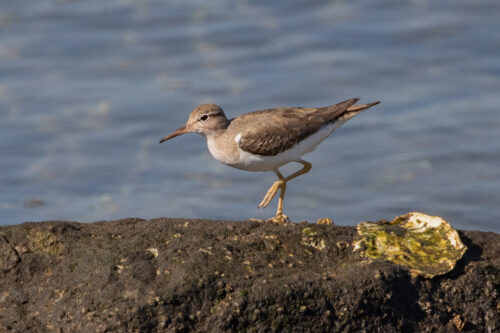 Spotted sandpiper imm