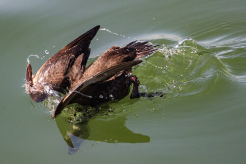 Surf scoter 2