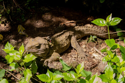 Tuatara 2