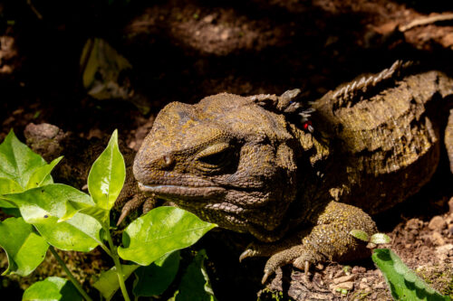 Tuatara 3