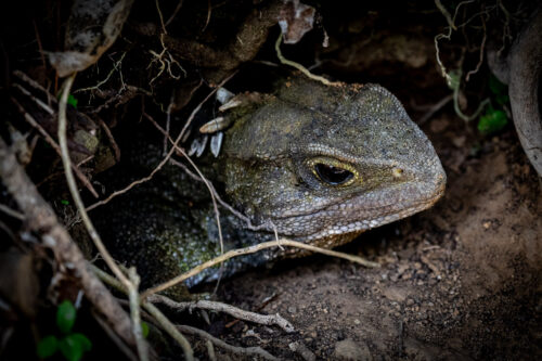 Tuatara 4