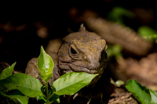 Tuatara