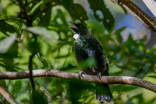 Tui 2