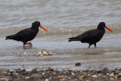 Variable oystercatcher