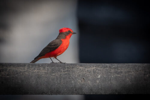 Vermillion flycatcher