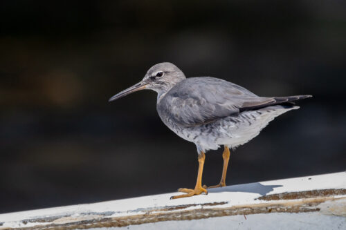 Wandering tattler