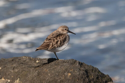 Western sandpiper