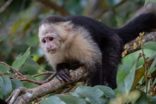 White-faced capuchin 2