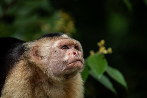 White-faced capuchin