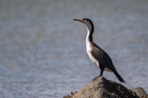 Pied cormorant