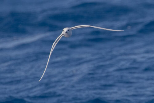 White tern 3